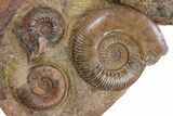 Tall Jurassic Ammonite (Hammatoceras) Display - France #381121-3